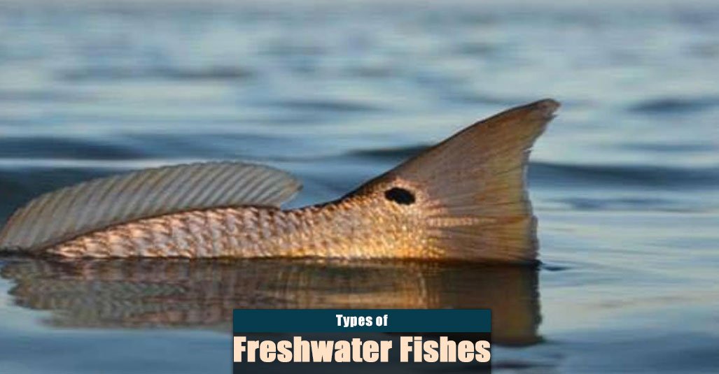 Types of Freshwater Fish for Angling