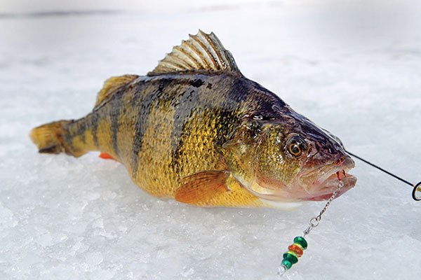 What Colors do Perch Like Ice Fishing?