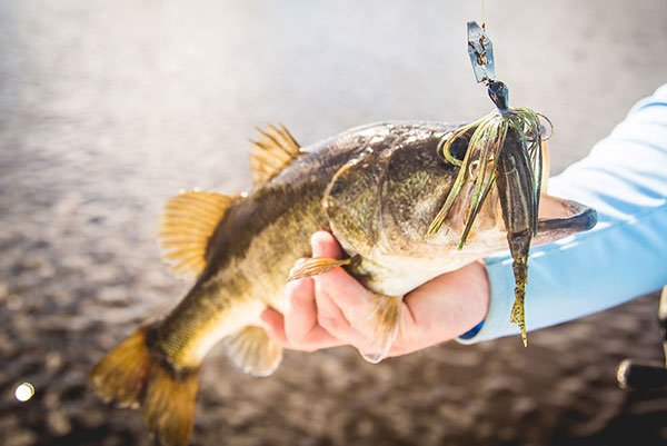 How to Fish a Chatterbait in Cold Weather