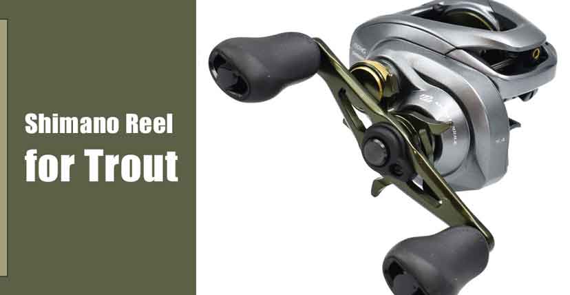 Best Shimano Reel for Trout Fishing Review